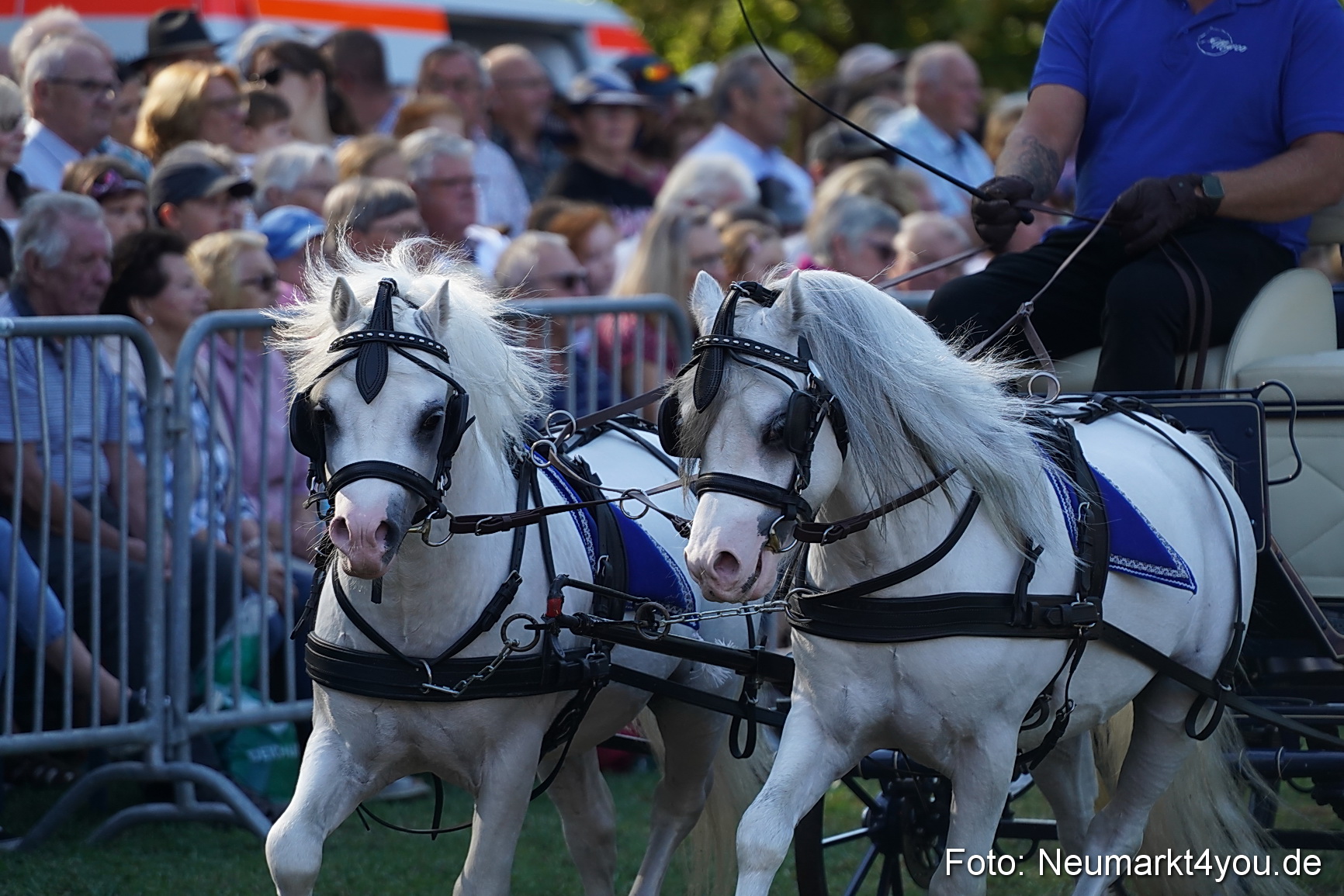 Pferde und Fohlenschau 2022 0101 